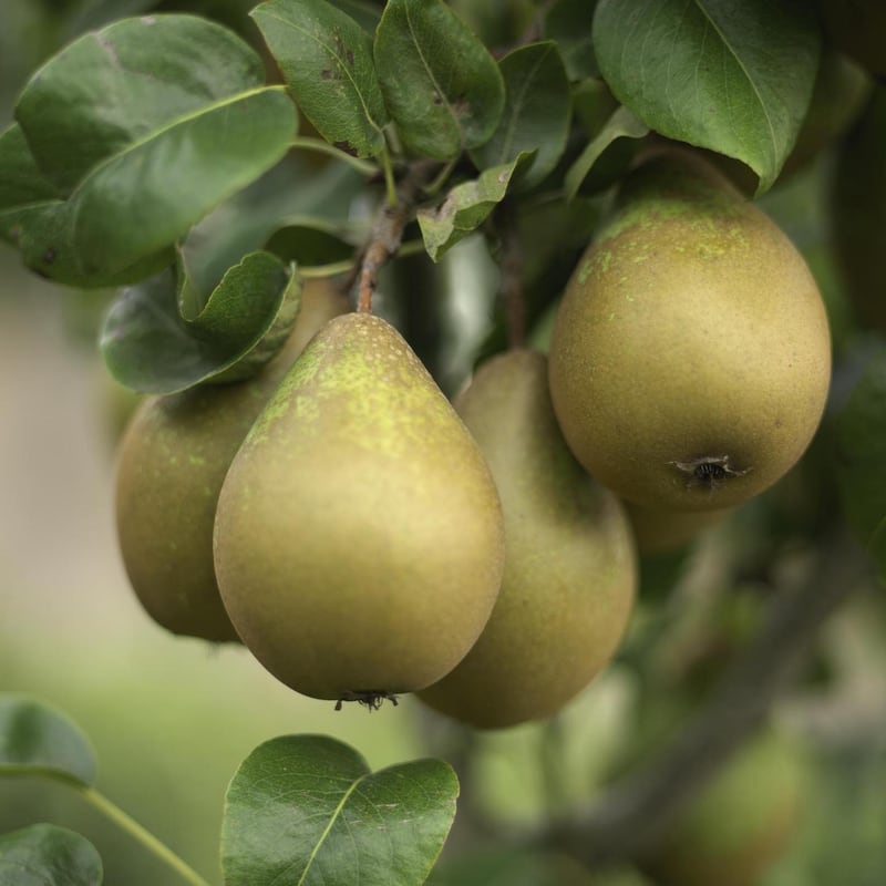 Pears growing in an Irish garden. Photograph:  Richard Johnston