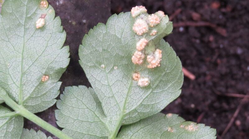 Alexanders’ rust spotted along a footpath in Tymon Park, Tallaght.