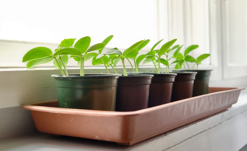 Potted cucumber seedlings on a window sill. Photograph:  Vitezslav Vylicil/iStock