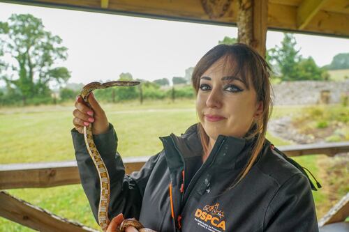 Dublin animal shelter reflects growing demand for snakes and exotic pets 
