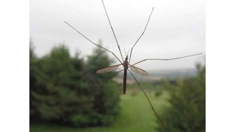 Crane fly