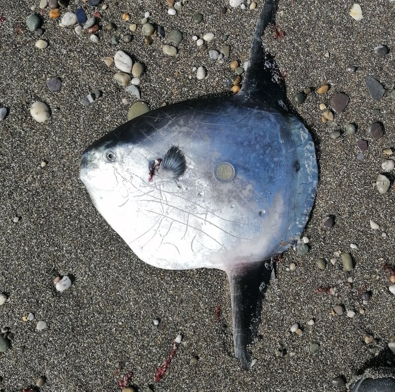 An ocean sunfish. Photograph supplied by John Doyle