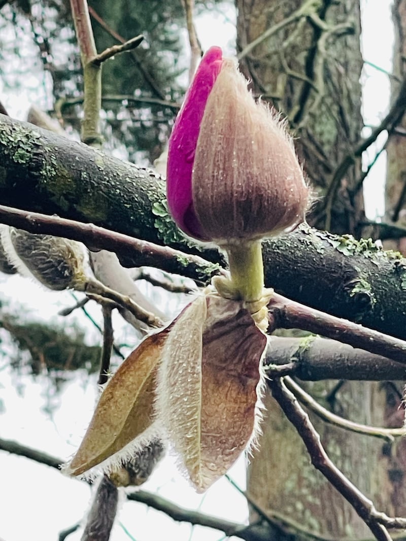 Campbellii magnolia. Photograph: Vikki Rimmer/PA