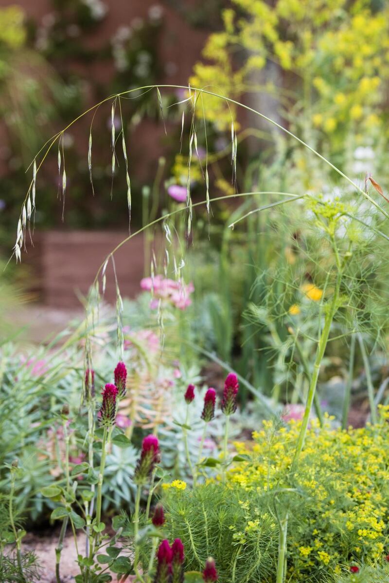 North American themed planting that Sarah designed for London’s 2012 Olympic Park gardens. Photograph: Sarah Price