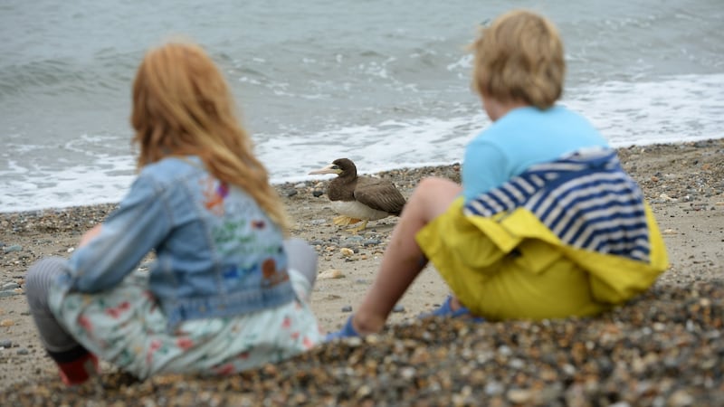 Florence and Sabastian Murray, from Greystones watching the brown booby on Greystones beach. Photograph: Dara Mac Dónaill/The Irish Times