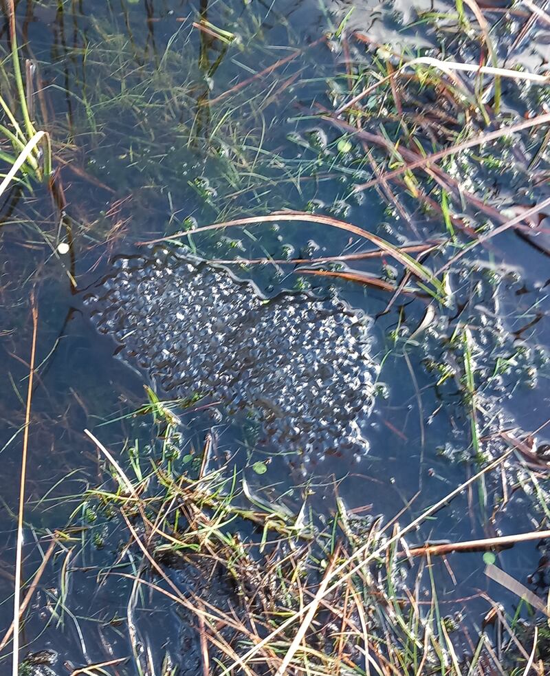 Frogspawn. Photograph supplied by M Byrne