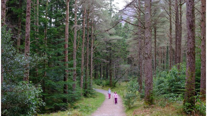 Forests can soak up huge amounts of carbon dioxide, the main greenhouse gas. Photograph: Bryan O’Brien