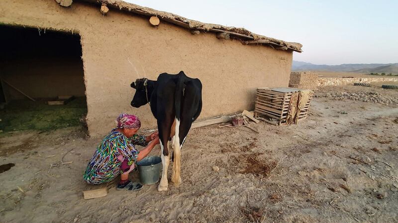 ‘An old woman, hair bound rightly in cloth, sits on a stool and pulls on the udders of an obliging cow.’