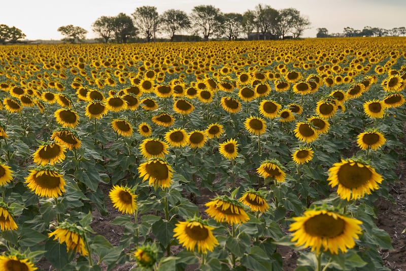 Sow a forest of sunflowers. Photographer: Natalia Favre/Bloomberg