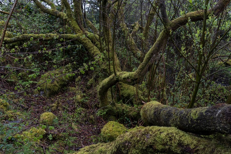 A mature oak tree covered with moss and other plant species on the Beara Peninsula, near Eyeries, West Cork. Photograph: Paulo Nunes dos Santos/The New York Times
                      