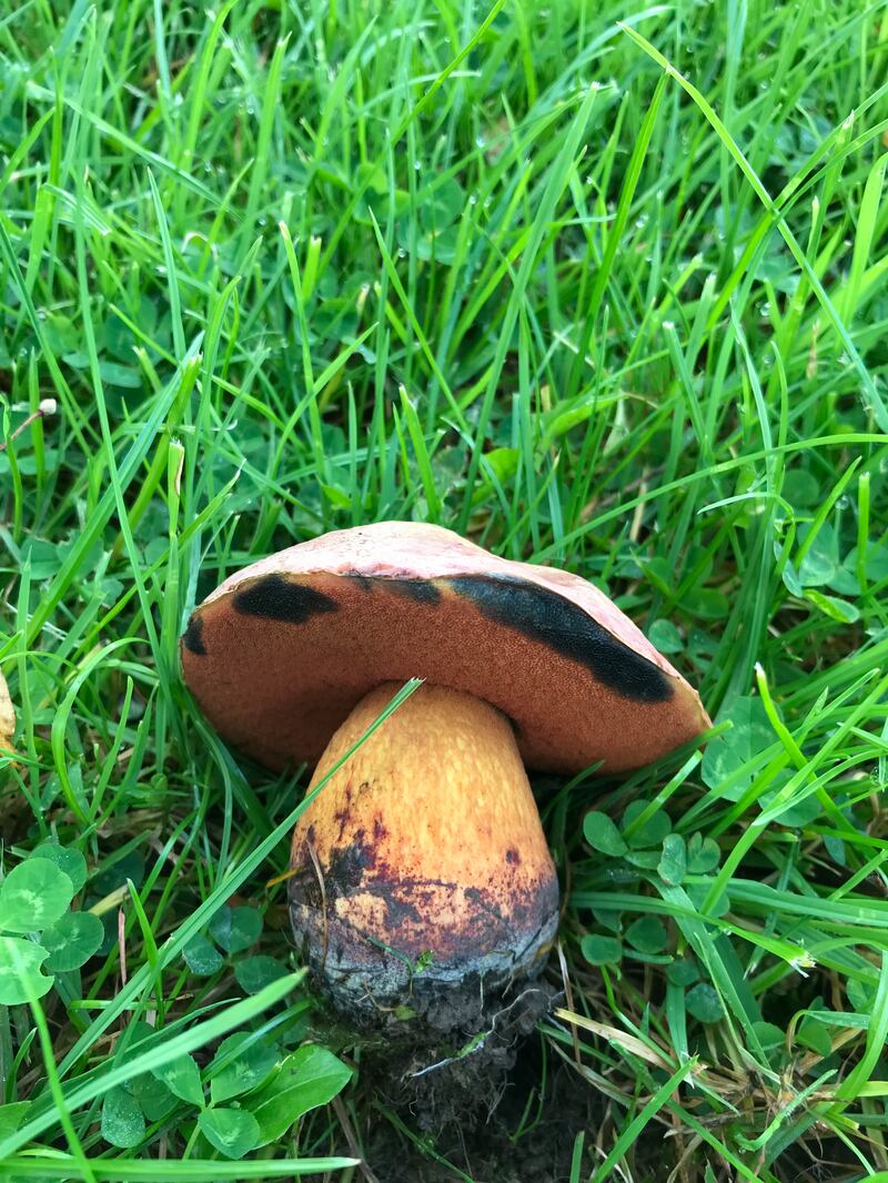 Lurid Bolete: known to cause gastric upsets. Photograph: Pat Normile