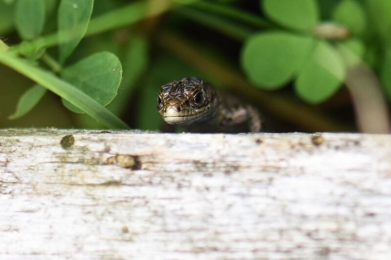 Common lizard on the Bee Sanctuary of Ireland. Photograph: Clare-Louise Donelan