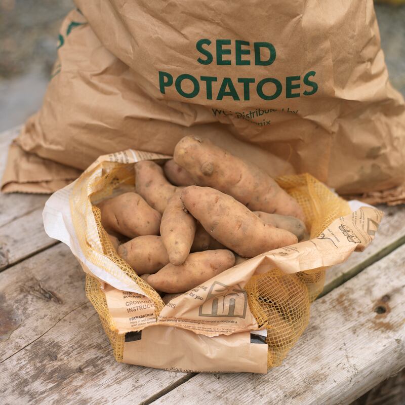 Seed potatoes: start chitting early varieties. Photograph: Richard Johnston