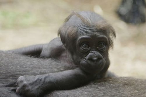 Baby gorilla with ‘big personality’ is named at Dublin Zoo