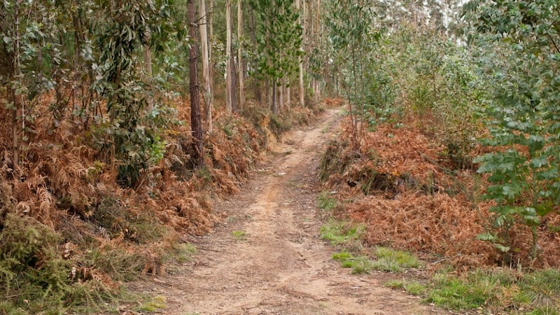 Photographer Paul Gaffney walked 3,500 of the Camino.