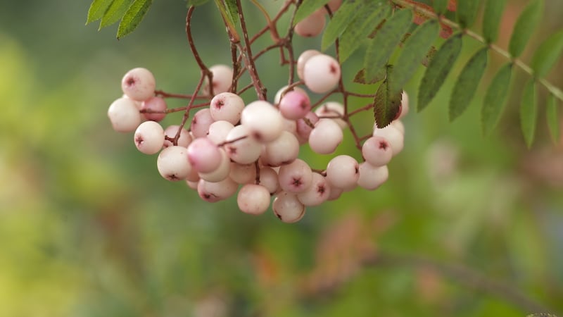 Vilmorin’s rowan. Photograph: Richard Johnston