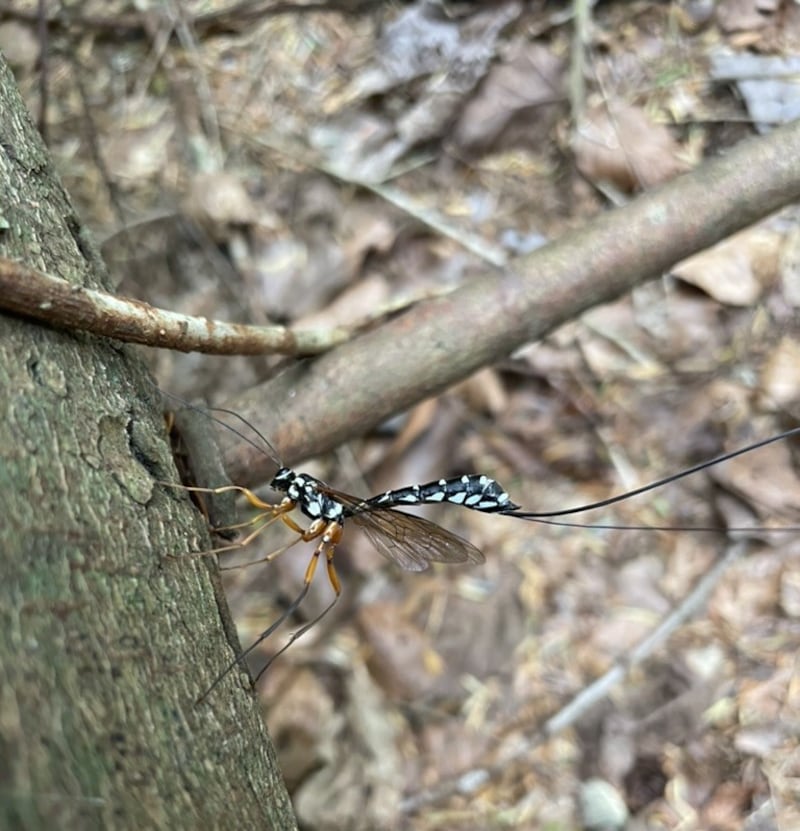 Ichneumon fly. Photograph supplied by Olive Ronan