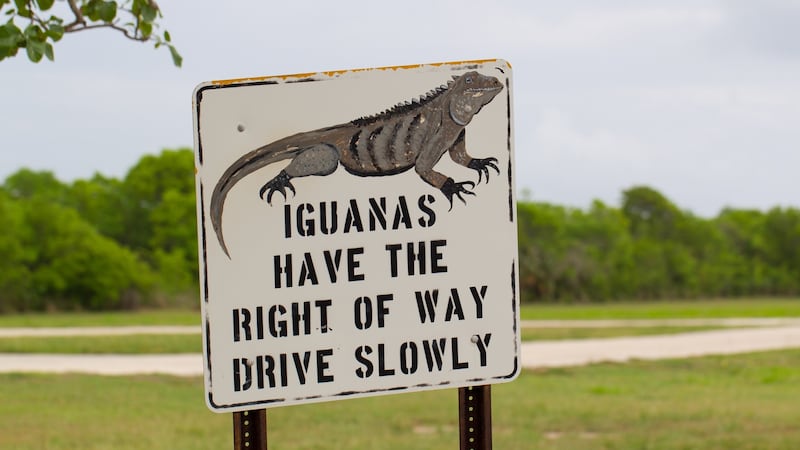 A road sign on Little Cayman – iguanas have a tendency to stand and sit on roads. Photograph: Will Burrard-Lucas