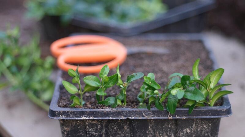 Semi-hardwood cuttings of box (buxus) Photograph:  Richard Johnston