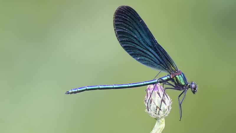 The beautiful demoiselle is a European damselfly.