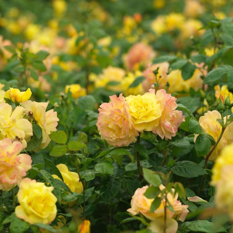 Roses growing in an Irish garden. Photograph: Richard Johnston