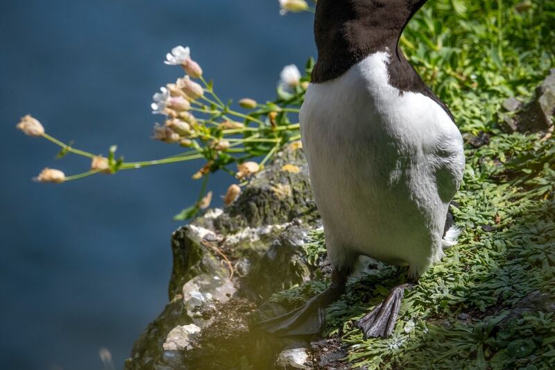 Razorbills strike back after Star Wars takeover of Skellig Michael