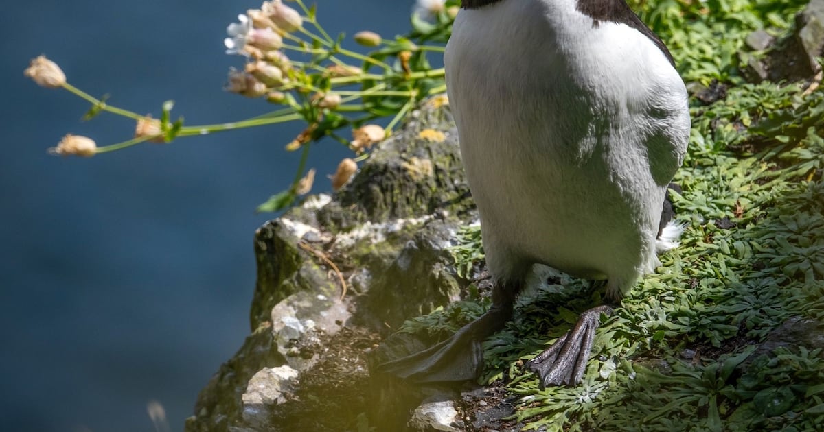 Razorbills fight back after Star Wars takes over Skellig Michael island – The Irish Times