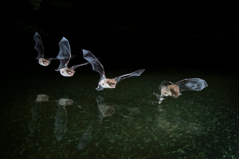 A strobed image of a Daubenton’s bat hunting over water at night to reveal how it approaches and scoops an insect off the water’s surface. Photograph: iStock