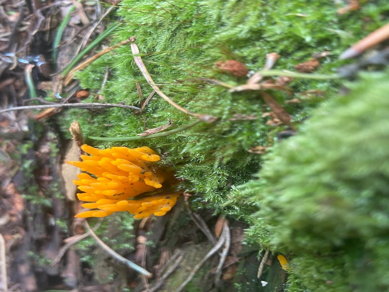 Yellow stagshorn. Photograph: Ailbhe and Ruairí Ó Dubhghaill