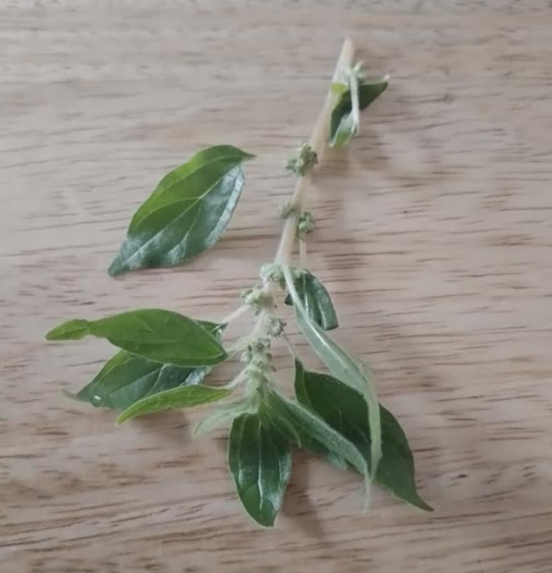 Parietaria officinalis, or wall pellitory, a native species in the nettle family.  Photograph: Denise Doran