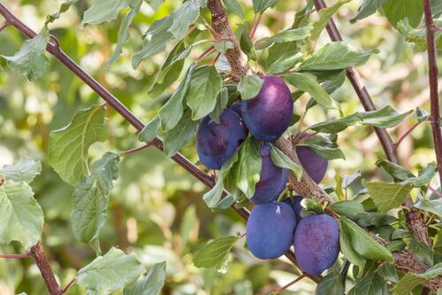 Why isn’t my fruit tree flowering?