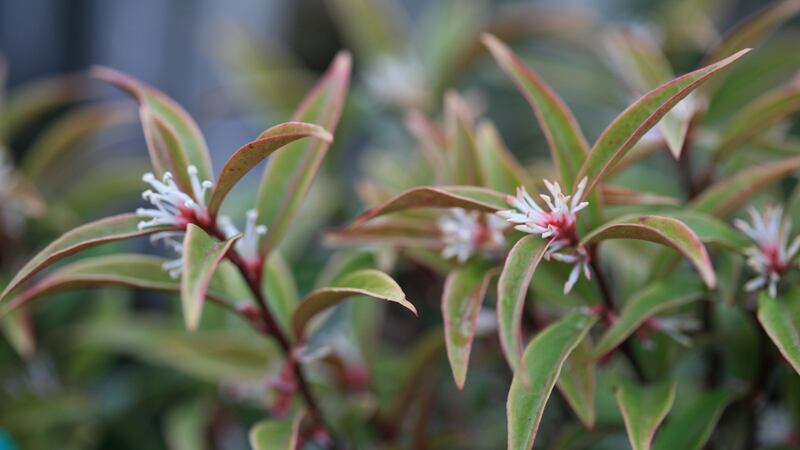 Sarcococca (sweet box)