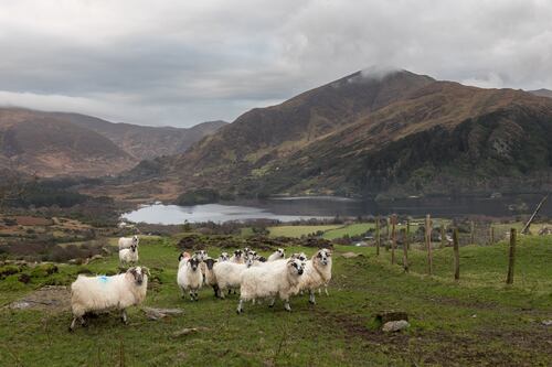 EPA report ‘would limit farm stock levels, ruining farmers’, Oireachtas committee told