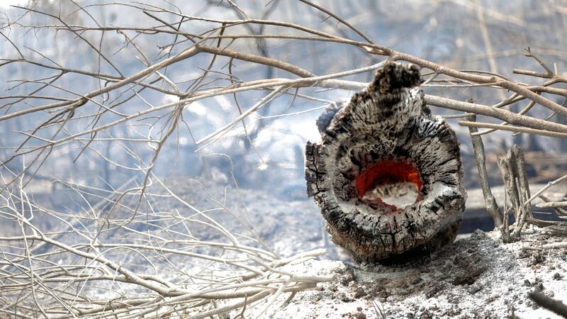 A charred trunk is seen on a tract of Amazon jungle that was recently burned by loggers and farmers in Porto Velho, Brazil. Photograph:  Ueslei Marcelino/Reuters