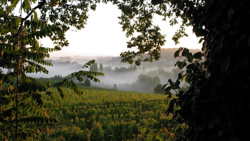 The Feely vineyard, in Saussignac, in south west France