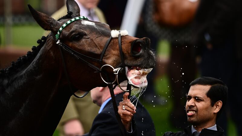 Altior has a drink of water after winning the Racing Post Arkle Challenge Trophy Novices Chase during Champion Day of the Cheltenham Festival last March. Photo: Harry Trump/Getty Images