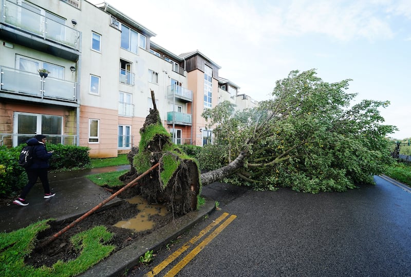 A fallen tree on Thornleigh Road in Swords, Dublin, as Storm Agnes continues. Photograph: Brian Lawless/PA Wire