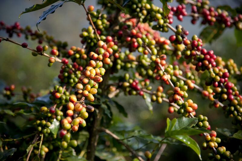 Arabica coffee berries on a coffee plant at the Nandaohe Demo Coffee Farm in Yunnan province, China. Photograph: Ariana Lindquist/Bloomberg via Getty Images