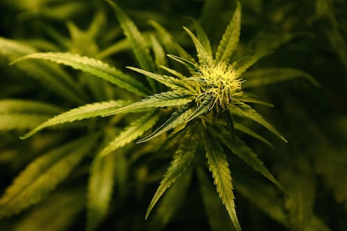 Four years ’ jail for man who held €200,000 of cannabis