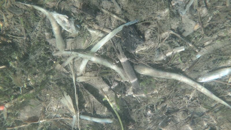 Dead Lampray in the Ollatrim river that numbered 10,500. Photograph: Inland Fisheries Ireland