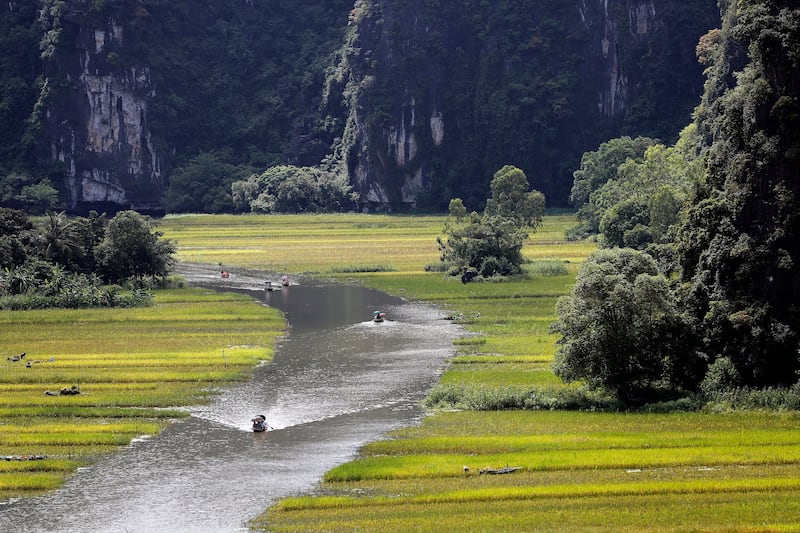 Rice fields along Ngo Dong river in Tam Coc, a part of the Hoa Lu limestone mountain range, in Ninh Binh province, Vietnam. Photograph: Luong Thai Linh/EPA