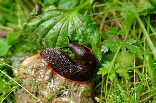 How can I stop slugs damaging my plants?