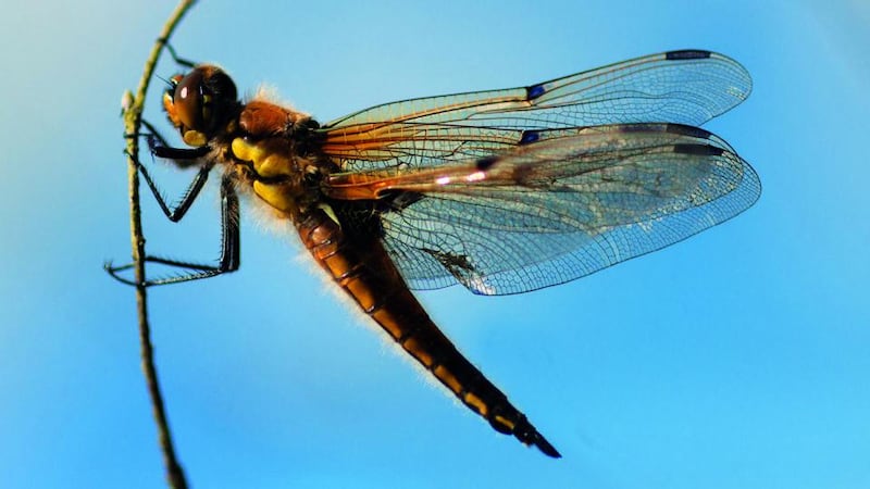 A four-spotted chaser at Abbeyleix Bog. Photograph:   Tina Claffey