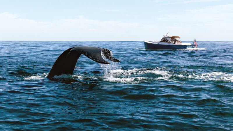 Go whale-watching in Cape Cod as part of New York’s Lowell hotel’s Come Fly With Me package.