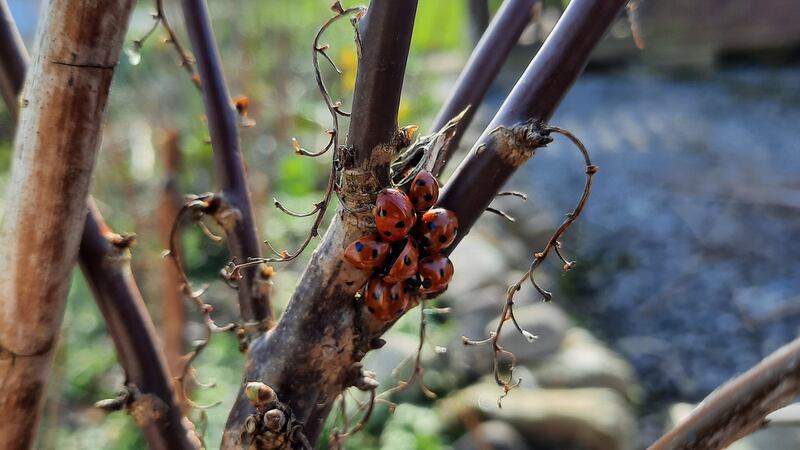 Ladybirds on a fruit bush.