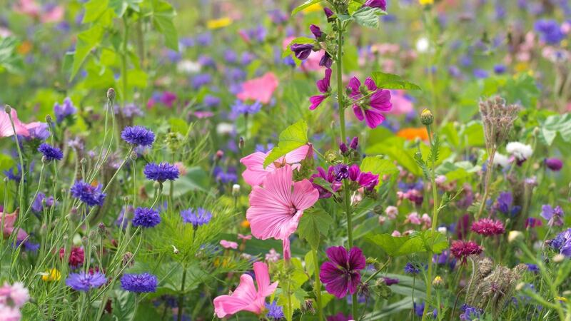 A colourful array of annuals sown as part of a pictorial meadow mix in Ashtown walled garden earlier this summer, including malope, viper’s bugloss, pot marigolds and cornflowers. Photograph: Richard Johnston