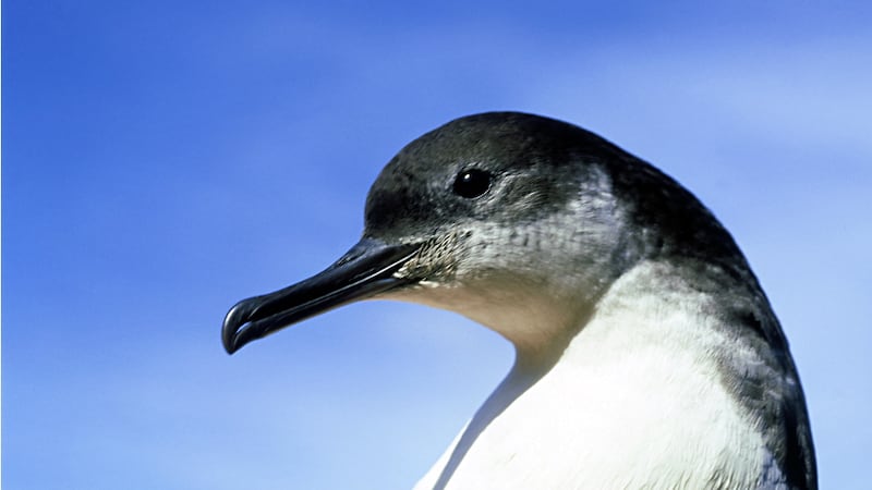 Dingle white female: the Manx Shearwater is coming a-cropper on the streets of Dingle