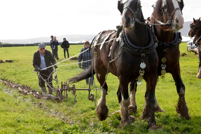 Colman Cogan from Sligo with his horses Ned and Ted during the horse ploughing on day two. Photograph: Alan Betson/The Irish Times