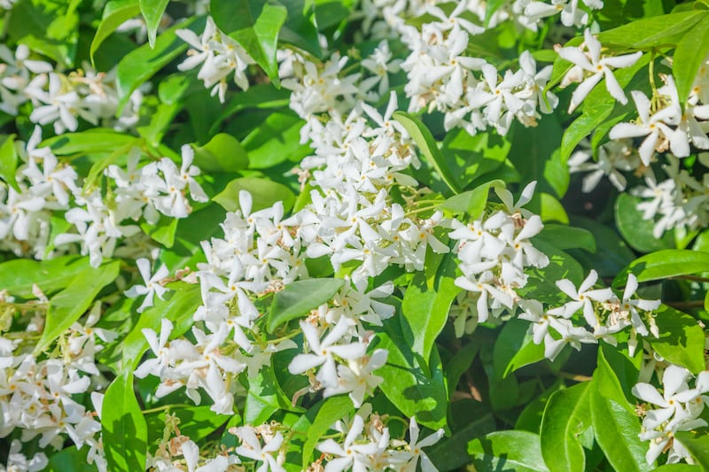 Trachelospermum jasminoides with white flowers. Photograph: iStock