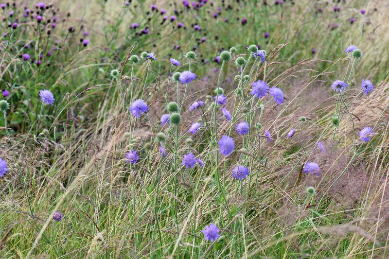 A field of wildflower scabious. Photograph: Clare-Louise Donelan